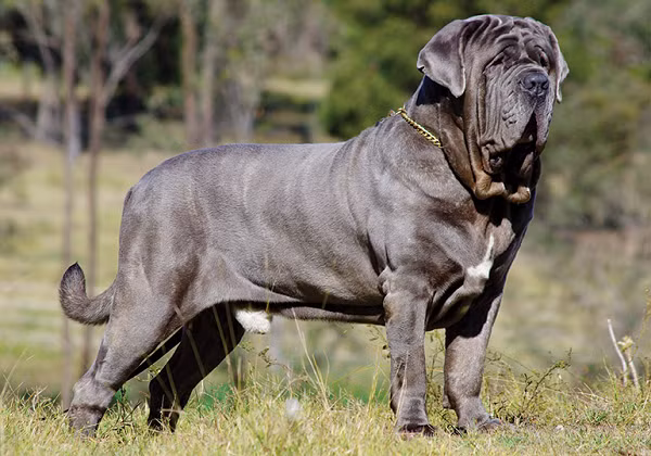Chó Neapolitan Mastiff là một giống chó của Ý và có tính cách khá điềm tĩnh, nhưng một con chó trưởng thành hoàn toàn có thể gây nguy hiểm cho trẻ nhỏ vì thân hình to lớn của chúng.
