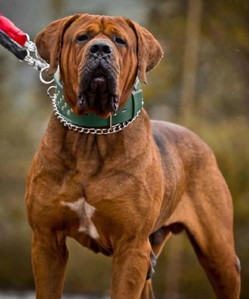 Chó Tosa inu là giống chó duy nhất được sử dụng trong các trận chọi chó của Nhật Bản. Những con chó này thường rất im lặng và sở hữu thân hình to lớn, dày và khỏe như võ sĩ sumo. Chúng bị cấm nuôi vì nếu được huấn luyện một cách không bài bản, chúng cực kỳ hung hăng với người lạ và không tuân theo mệnh lệnh.