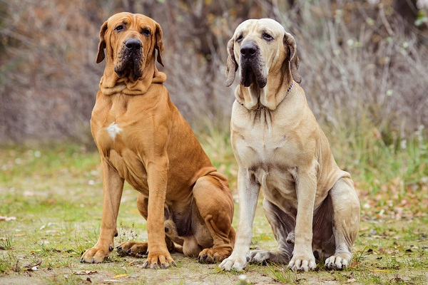 Chó Fila Brasileiro bị cấm nuôi ở nhiều nơi vì chúng quá hung dữ đối với người và chó lạ. Chúng không thân thiện với việc huấn luyện và không phản ứng lại với các mệnh lệnh. Chó Fila Brasileiro có khả năng chiến đấu với báo đốm nên có thể dễ dàng giết người.