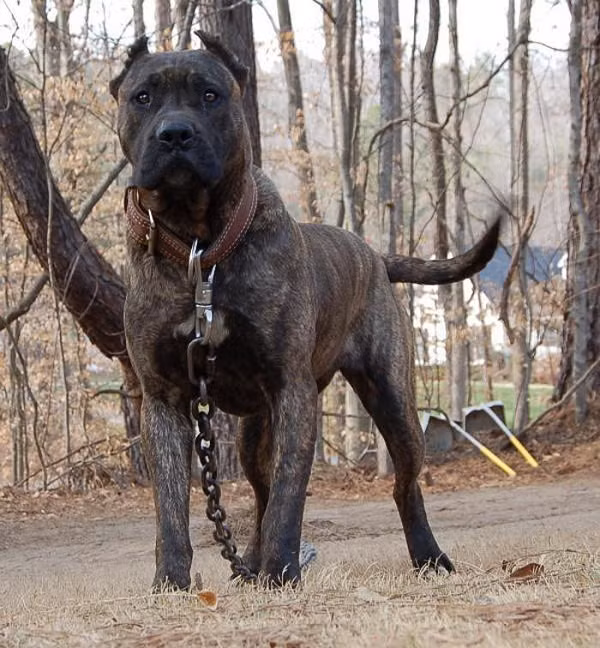 Chó Perro de Presa Canario có tổ tiên là giống chó hoang sinh sống trên đảo Canary, chúng có thân hình to lớn, ban đầu chúng được nuôi để chăn thả súc vật. Presa là một loài chó chọi, chó chiến, chính vì thế bản năng chiến đấu của nó rất cao. Nếu trong một cuộc chiến không cân sức, có thể chưa đầy 5 phút nó đã kết liễu đối thủ.