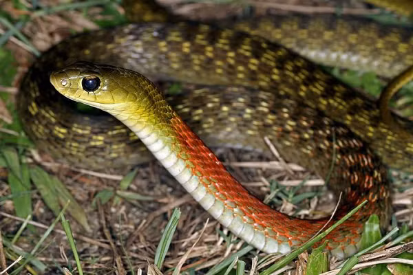 Trái ngược với hình dáng nhỏ nhắn và màu sắc quyến rũ của mình, rắn hoa cỏ cổ đỏ là loài nguy hiểm với nọc độc mạnh.