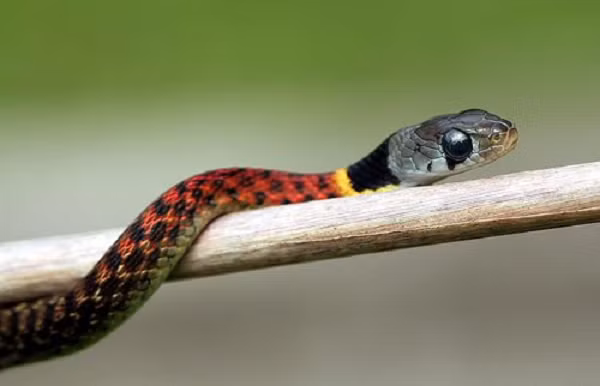 Chúng sở hữu các tuyến gọi là Nuchal – tuyến này có khả năng lọc và giữ lại các chất độc mà rắn cổ đỏ nuốt phải khi ăn phải các con cóc hoặc ếch độc. Rắn hoa cỏ cổ đỏ dùng chính nọc độc này để phòng vệ khi nó bị tấn công hoặc đe dọa.