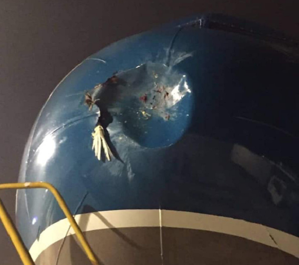 Trước đó, chiếc máy bay Airbus A350 của Hãng hàng không China Airlines (Đài Loan) thực hiện chuyến bay CI 783 từ Đài Bắc đến Tân Sơn Nhất (TP.HCM) cũng phải sửa chữa vết lủng vỏ thân máy bay do va chạm với chim.