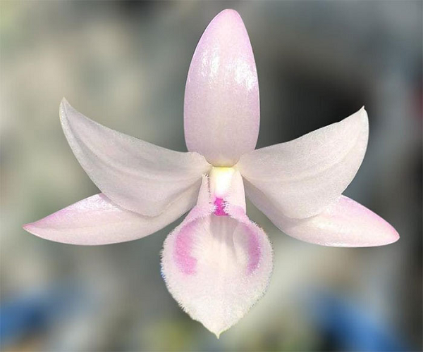 Lan Hồng Mỹ Nhân: mặt bông duy nhất đạt khuôn bông hoàn hảo tính tới thời điểm về tiêu chí các đỉnh của bông tạo ra 2 tam giác đều đan ngược vào nhau.