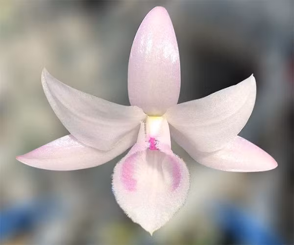 Lan Hồng Mỹ Nhân: mặt bông duy nhất đạt khuôn bông hoàn hảo tính tới thời điểm về tiêu chí các đỉnh của bông tạo ra 2 tam giác đều đan ngược vào nhau.