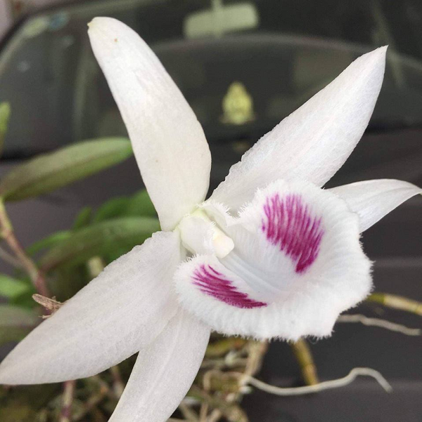 5 cánh trắng Tiên Sa: là năm cánh trắng (5ct) tinh khiết không có một chút ám tím nào, năm cánh đều nhau và cách đều giữa các cánh. Mắt hoa: sọc cân đối hai bên gọn gàng màu hồng phớt khá hiếm gặp.