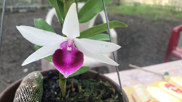 5 cánh trắng Lâm Xung: là một cây 5 cánh trắng khá khác biệt với phần còn lại là có lưỡi bệt màu tím.