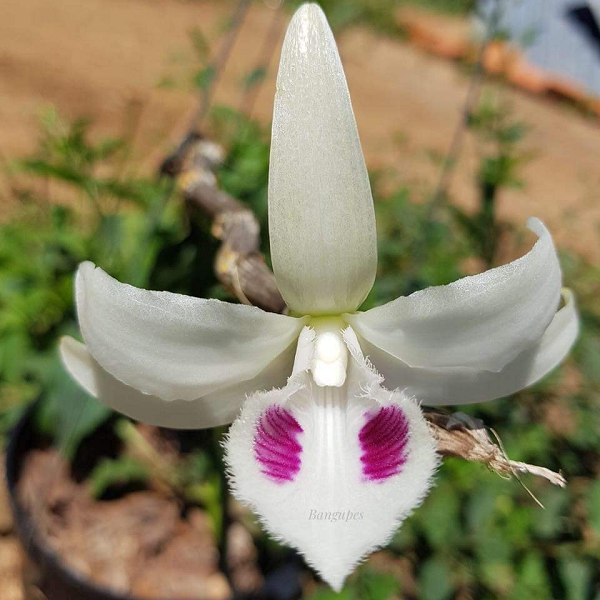 5 cánh Vô Thường: cây này rất ít được nhắc đến và cực kỳ hiếm do chỉ có một cây duy nhất trên thị trường và giá rất cao.