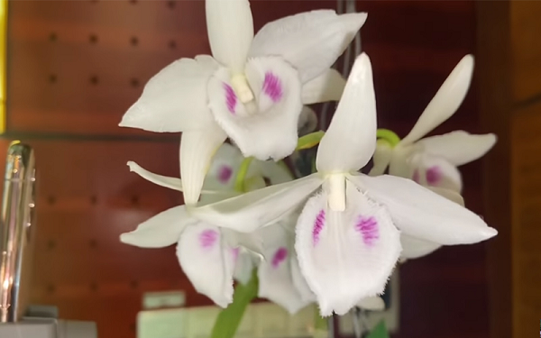 5 cánh trắng Người Đẹp Không Tên: khuôn bông đẹp, đôi mắt gọn, năm cánh trắng tinh, mũi trắng, môi gọn và đẹp.