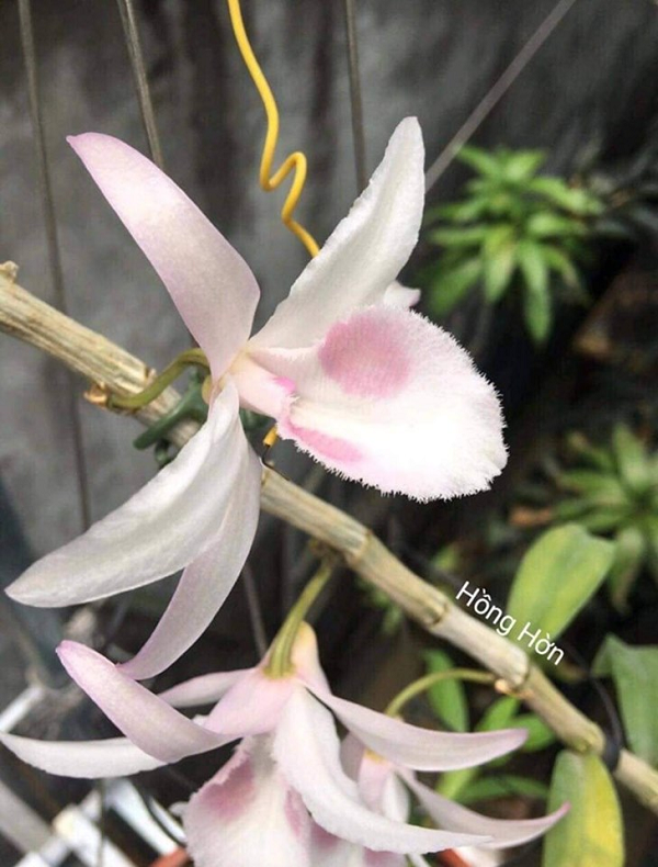 Hồng hờn: có giá lên tới hàng tỷ đồng nhờ phần lưỡi bo tròn, mắt hoa gọn, pha ánh hồng rất nhẹ nhàng, trông như một “nàng thiếu nữ đôi mươi”.