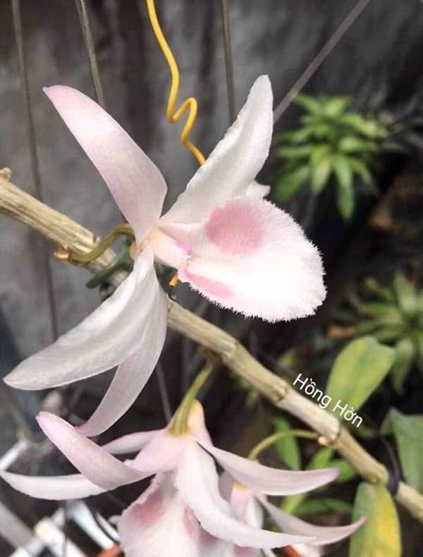 Hồng hờn: có giá lên tới hàng tỷ đồng nhờ phần lưỡi bo tròn, mắt hoa gọn, pha ánh hồng rất nhẹ nhàng, trông như một “nàng thiếu nữ đôi mươi”.