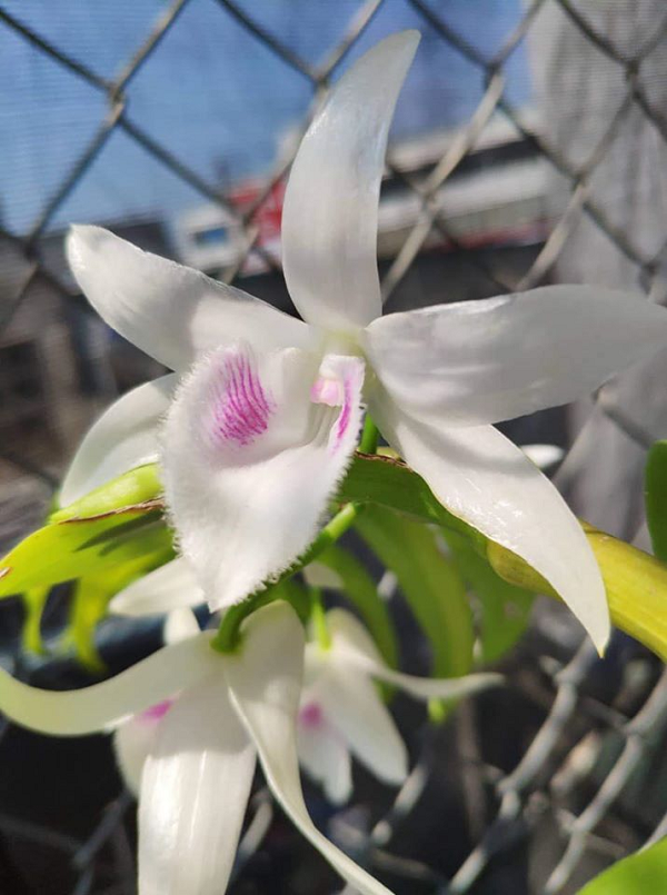 Lan 5 cánh trắng Củ Chi: Màu sắc của cây là màu trắng tím, cây có 5 cánh trắng, lưỡi màu trắng là chủ yếu và có đôi mắt xước rất gọn đẹp.