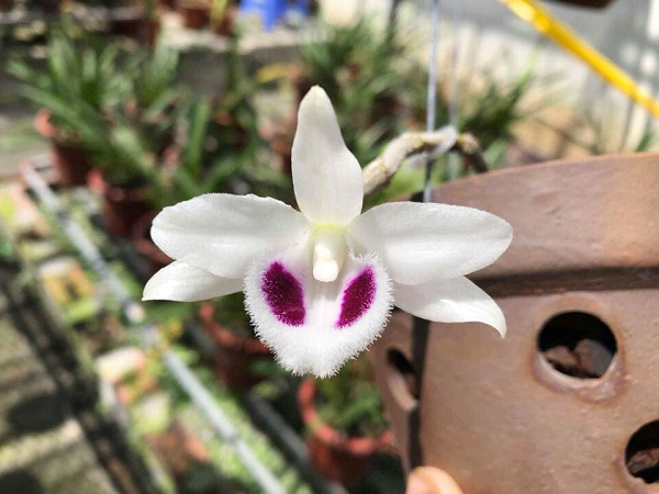 5 cánh trắng Bạch Tuyết: bông hoa 5 cánh trắng tinh, mắt gọn, họng thùy sạch và không có màu lem. Khi nhìn vào cánh hoa sẽ thấy lưỡi hoa tương đối tròn đều, lưỡi hoa có một lớp nhung bao phủ màu tuyết trắng khá đẹp mắt.