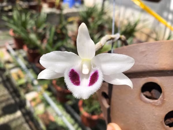 5 cánh trắng Bạch Tuyết: bông hoa 5 cánh trắng tinh, mắt gọn, họng thùy sạch và không có màu lem. Khi nhìn vào cánh hoa sẽ thấy lưỡi hoa tương đối tròn đều, lưỡi hoa có một lớp nhung bao phủ màu tuyết trắng khá đẹp mắt.