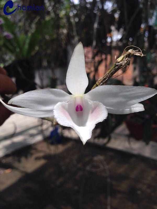 5 cánh Trường Sa: được đánh giá là mặt hoa cao cấp, với vẻ đẹp lạ thường. Tuy là mũi màu nhưng có cặp mắt mờ và khuôn bông đẹp nên giá trị luôn ổn định và cao.