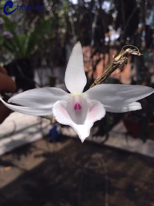 5 cánh Trường Sa: được đánh giá là mặt hoa cao cấp, với vẻ đẹp lạ thường. Tuy là mũi màu nhưng có cặp mắt mờ và khuôn bông đẹp nên giá trị luôn ổn định và cao.