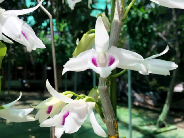 Lan 5 cánh trắng Phú Thọ: là một mặt hoa giả hạc rất đẹp mũi trắng, họng sạch mắt nâu nhẹ và nổi tiếng trong giới chơi lan đột biến. Điều đặc biệt là 5 cánh trắng phú thọ có mặt hoa biến thiên với các vùng khí hậu khác nhau. Cây trồng ở khí hậu lạnh ngoài bắc có mắt nhạt hơn khi trồng ở vùng khí hậu nóng.