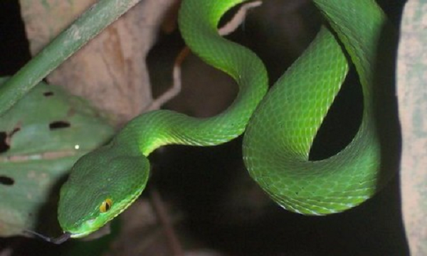 Cần động viên và trấn an để người bệnh đỡ lo lắng hốt hoảng, không để họ tự đi lại. Tháo đồ trang sức ở chi bị cắn như nhẫn, vòng, lắc... để tránh gây chèn ép khi chi đó bị sưng.