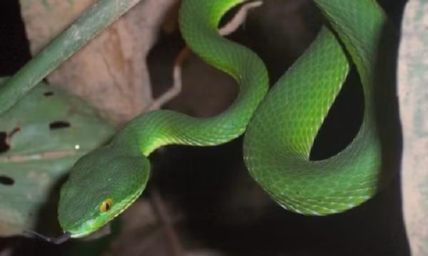 Cần động viên và trấn an để người bệnh đỡ lo lắng hốt hoảng, không để họ tự đi lại. Tháo đồ trang sức ở chi bị cắn như nhẫn, vòng, lắc... để tránh gây chèn ép khi chi đó bị sưng.