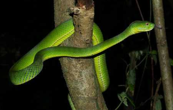 Trong nọc rắn lục chứa men tiêu hủy protein, do đó, nạn nhân thường rơi vào tình trạng rối loạn đông máu, hình thành huyết khối trong lòng mạch, gây giảm tiểu cầu. Nếu không được cấp cứu kịp thời, nạn nhân có thể tử vong.