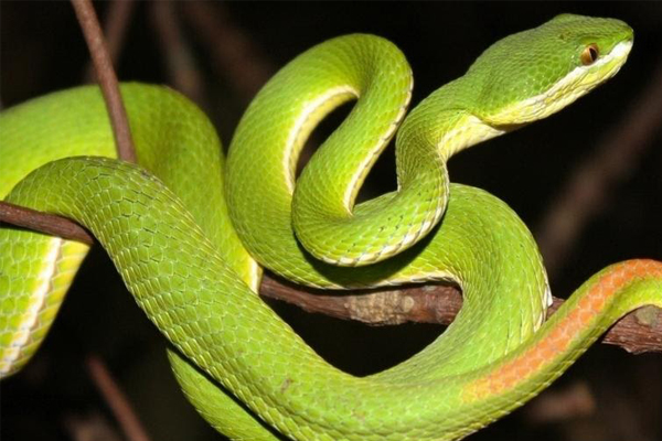 Các loài rắn lục đều có độc tố dù ít hay nhiều, tùy vào loại rắn mà lượng độc tố và khả năng phát độc khi vào cơ thể con người khác nhau.
