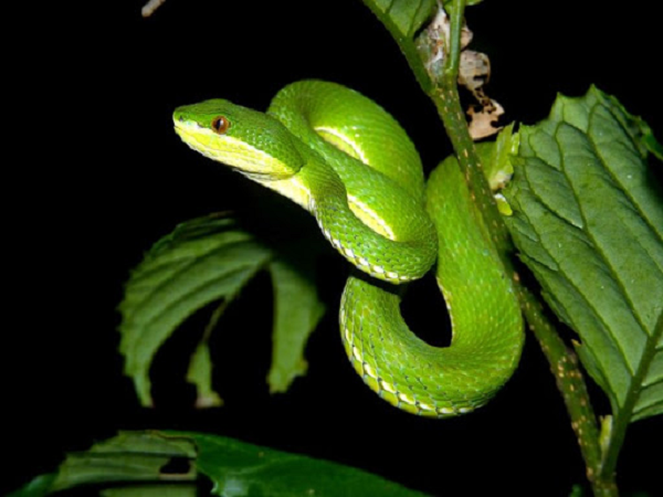 Cần cố định vị trí rắn cắn, không buộc garo, không chích rạch hay hút, giác lở mà phải đưa người gặp nạn đến bệnh viện càng sớm càng tốt.