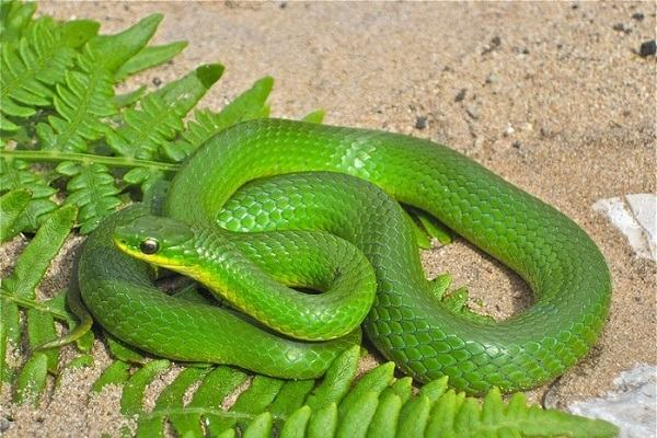 Việc sơ cứu nạn nhân bị rắn lục cắn cần được tiến hành theo phác đồ nhanh chóng. Người bị rắn cắn không cử động để tránh việc chất độc phát tán nhanh trong cơ thể.