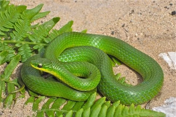 Việc sơ cứu nạn nhân bị rắn lục cắn cần được tiến hành theo phác đồ nhanh chóng. Người bị rắn cắn không cử động để tránh việc chất độc phát tán nhanh trong cơ thể.