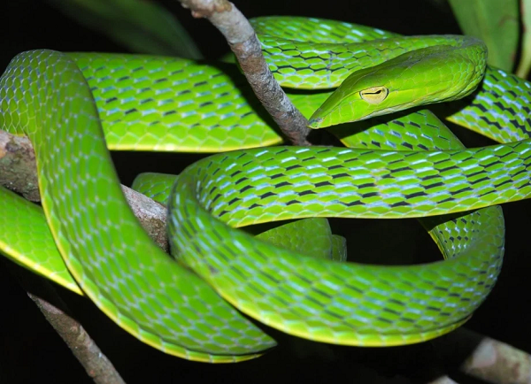 Rắn lục là một trong những họ rắn chính có số lượng cá thể lớn tại Việt Nam. Rắn lục có đặc điểm là màu thân xanh lục đặc trưng, một số con màu đen vằn có thân màu bạc (rắn lục đầu bạc), một số con màu thân nâu vằn hoặc xám vằn.