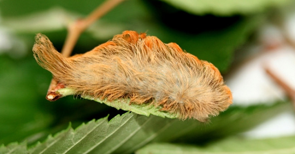  Sâu bướm mặt mèo hay sâu bướm Puss là một loài vật với vẻ ngoài vô cùng dễ thương giống hệt cục bông nhỏ khiến ai cũng muốn biến chúng làm thú cưng của mình.