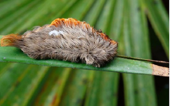 Sâu bướm mặt mèo có tên khoa học là Megalopyge opercularis, chúng là ấu trùng của bướm flannel miền nam.