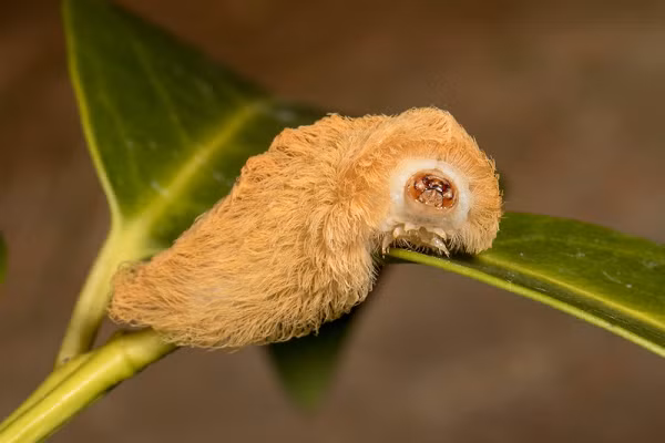 “Vết cắn của một con sâu bướm mặt mèo có một cảm giác như vết ong đốt, thậm chí còn tệ hơn. Cơn đau đến ngay lập tức và nhanh chóng trở nên tệ hơn sau khi bị đốt, thậm chí có thể khiến xương của bạn ê ẩm”, ông Don Hall cho biết thêm.