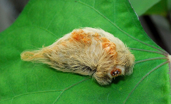 Theo các quan chức của tổ chức Texas A&amp;M, những con sâu bướm này thường được tìm thấy nhiều nhất vào cuối mùa hè, đầu thu.