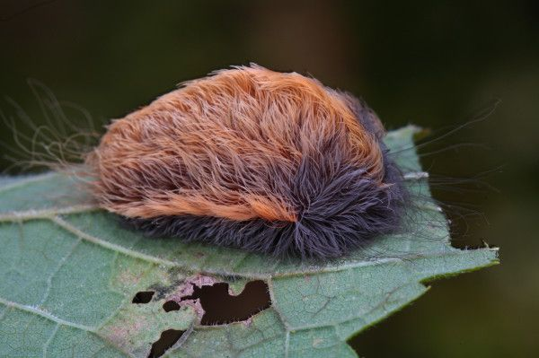 Với ong bắp cày, các cơn đau sẽ biến mất sau một giờ. Tuy nhiên, người bị sâu bướm mặt mèo đốt ở tay có thể lan tới vai và cơn đau kéo dài 12 giờ.