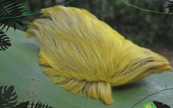 Tuy nhiên, bạn đừng dễ dàng bị vẻ ngoài của con sâu bướm mặt mèo đánh lừa. Một bé gái 5 tuổi ở bang Texas đã phải nhập viện sau khi bị một chúng cắn trong khi đang chơi ở nơi có nhiều cây, bao gồm cây sồi.