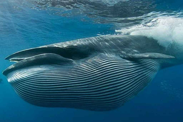 Vì vậy, đừng tin những gì diễn ra trên phim, hãy tránh xa miệng cá voi. Đã có nhiều trường hợp bị cá voi ăn và suýt bị nuốt chửng.