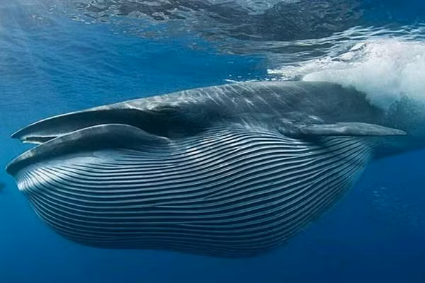 Vì vậy, đừng tin những gì diễn ra trên phim, hãy tránh xa miệng cá voi. Đã có nhiều trường hợp bị cá voi ăn và suýt bị nuốt chửng.