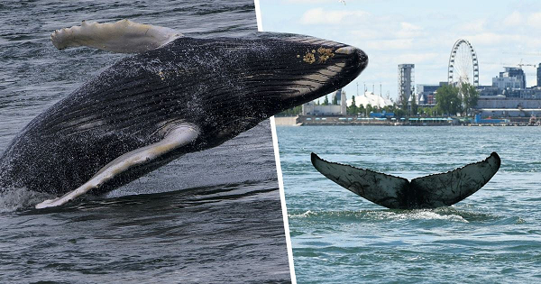 Nhưng loài cá voi có răng thì khác như cá nhà táng và cá voi sát thủ, chúng có thể nuốt con mồi rất lớn, lớn hơn cả kích thước của một con người.