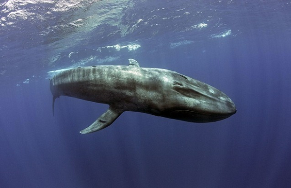 Cá nhà táng, tuy nhỏ hơn nhưng đáng sợ với những chiếc răng sắc nhọn. Cá nhà táng lớn có thể đạt chiều dài 20,5 mét và nặng 51.000kg. Với kích thước lớn đến vậy thì việc nuốt một người hay thậm chí là một nhóm người cũng không phải vấn đề lớn.