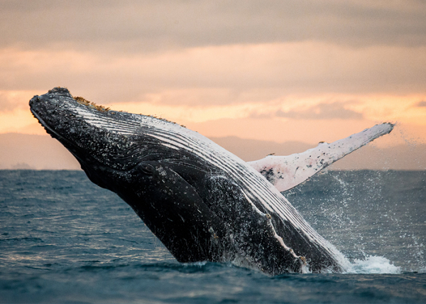 Một số loài cá voi có thể mở rộng cổ họng như một con bồ nông để biến hàm dưới thành một cái bát cực lớn. Điều này giúp chúng có thể nuốt một khối lượng lớn nước biển và lọc các động vật nhỏ trong đó làm thức ăn, đáp ứng đủ nhu cầu cho cơ thể to lớn của chúng.