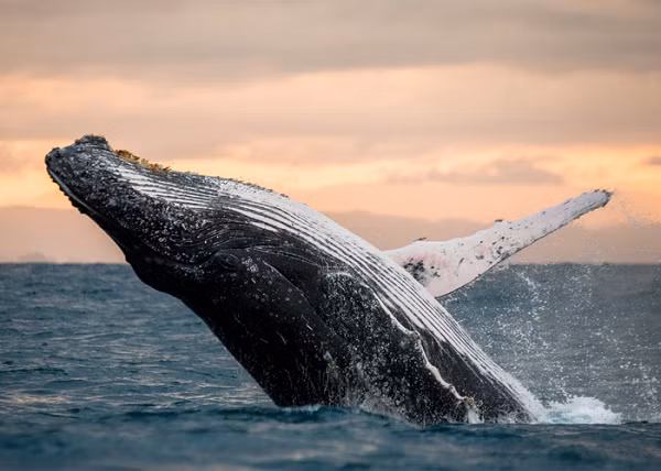 Một số loài cá voi có thể mở rộng cổ họng như một con bồ nông để biến hàm dưới thành một cái bát cực lớn. Điều này giúp chúng có thể nuốt một khối lượng lớn nước biển và lọc các động vật nhỏ trong đó làm thức ăn, đáp ứng đủ nhu cầu cho cơ thể to lớn của chúng.