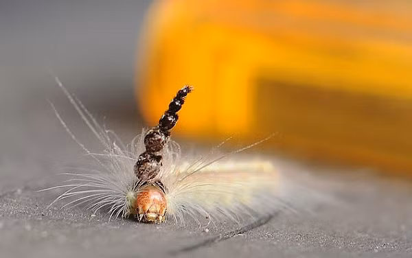 Theo CNET, chúng thường gặm nhấm, phá hoại các khu rừng tự nhiên có cây bạch đàn và một số loài cây khác.