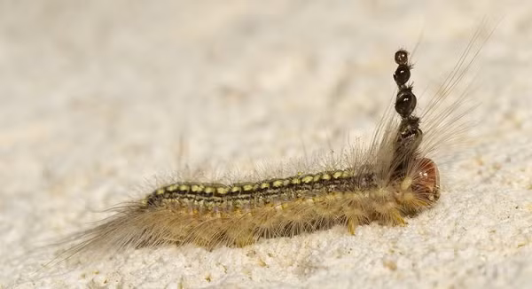 Khi lột xác xong, chúng như một con vật có nhiều đầu, nhưng thực chất chỉ có cái đầu dưới cùng là hoạt động.