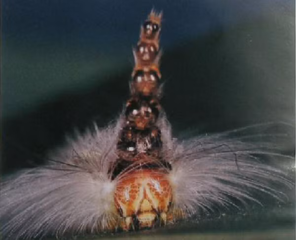 Ví dụ, nếu đang ăn lá bạch đàn rồi bị chim hay thằn lằn tấn công, Uraba lugens chỉ bị ăn phần nón gồm những cái đầu giả, vừa bảo toàn tính mạng vừa có thời gian thoát thân.