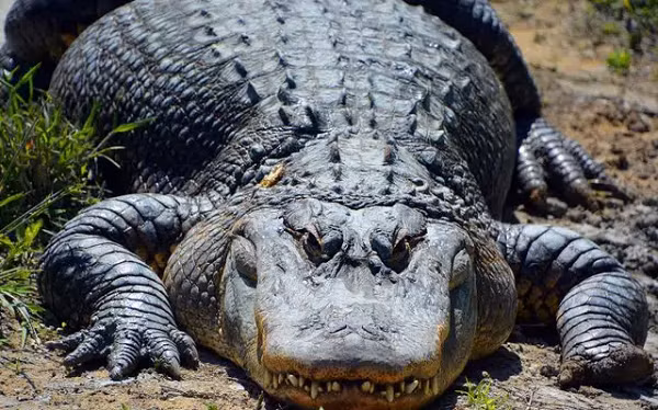 Bộ gen của loài cá sấu rất đặc biệt, cho phép các vi khuẩn cộng sinh tham gia vào hệ thống miễn dịch của cơ thể và làm chậm lại quá trình lão hóa của loài bò sát này. Thậm chí nếu một cá thể đủ thức ăn để tồn tại thì nó có thể sống tới 2000 năm