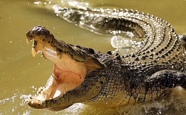 Cá sấu còn sở hữu thính giác và khứu giác vô cùng nhạy bén. Mũi nằm phía trước hàm và nhô cao khỏi mặt nước cho phép cá sấu đánh hơi tìm kiếm con mồi, trong khi khứu giác hoàn hảo giúp loài vật này nghe rõ cả ở dưới nước.