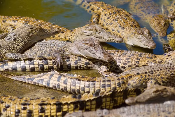 Tuy sở hữu khả năng tồn tại vượt trội nhưng chính sự bành trướng của con người vào môi trường tự nhiên của cá sấu khiến loài động vật này đang dần bị cô lập.