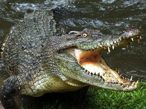  Cá sấu sinh sống mạnh trên các vùng đầm lầy, sông nước nhiệt đới. Hiện có 14 loài cá sấu khác nhau với đủ mọi kích cỡ và đặc tính tồn tại trên trái đất, từ cá sấu lùn nhỏ tới loài cá sấu nước mặn to lớn.