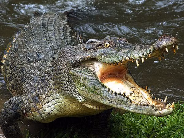  Cá sấu sinh sống mạnh trên các vùng đầm lầy, sông nước nhiệt đới. Hiện có 14 loài cá sấu khác nhau với đủ mọi kích cỡ và đặc tính tồn tại trên trái đất, từ cá sấu lùn nhỏ tới loài cá sấu nước mặn to lớn.