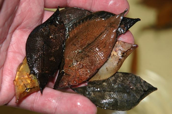 Đặc biệt, cá lá Nam Mỹ phát triển ngoại hình cũng giống hệt một chiếc lá từ những chi tiết nhỏ như cuống lá là phần đầu, họa tiết trên mình và hình dáng.